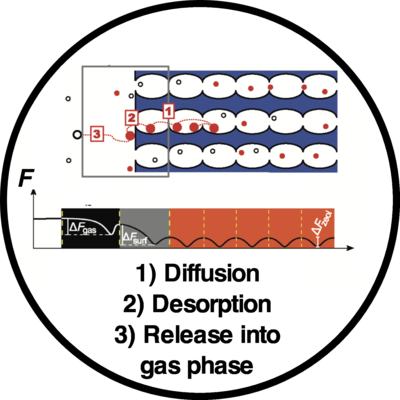 Molecules desorbing from a bulk zeolite region by diffusion have to finally cross two interfacial regions before they fully disappear in the gas phase.